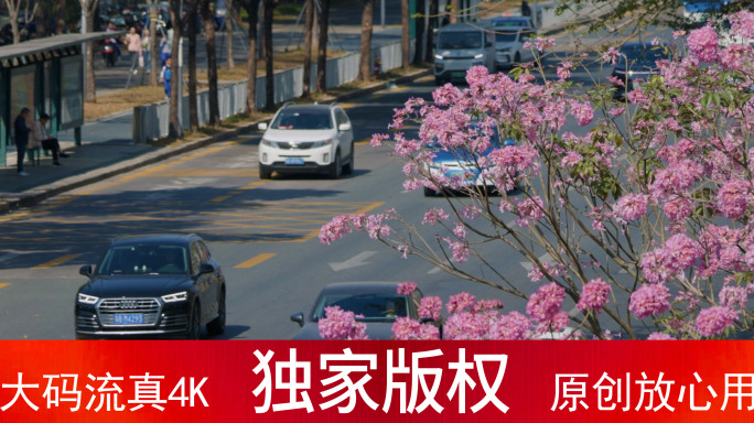 花团锦簇的城市街景_4K60帧