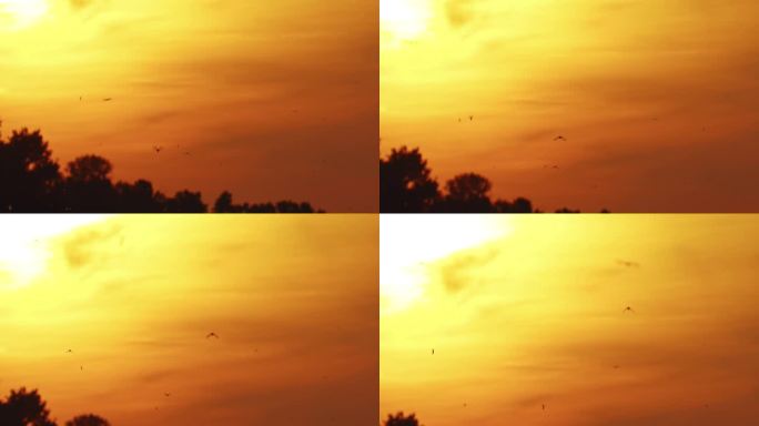 日落时分，一大群长尾蜉蝣在明亮的橙色天空中飞翔
