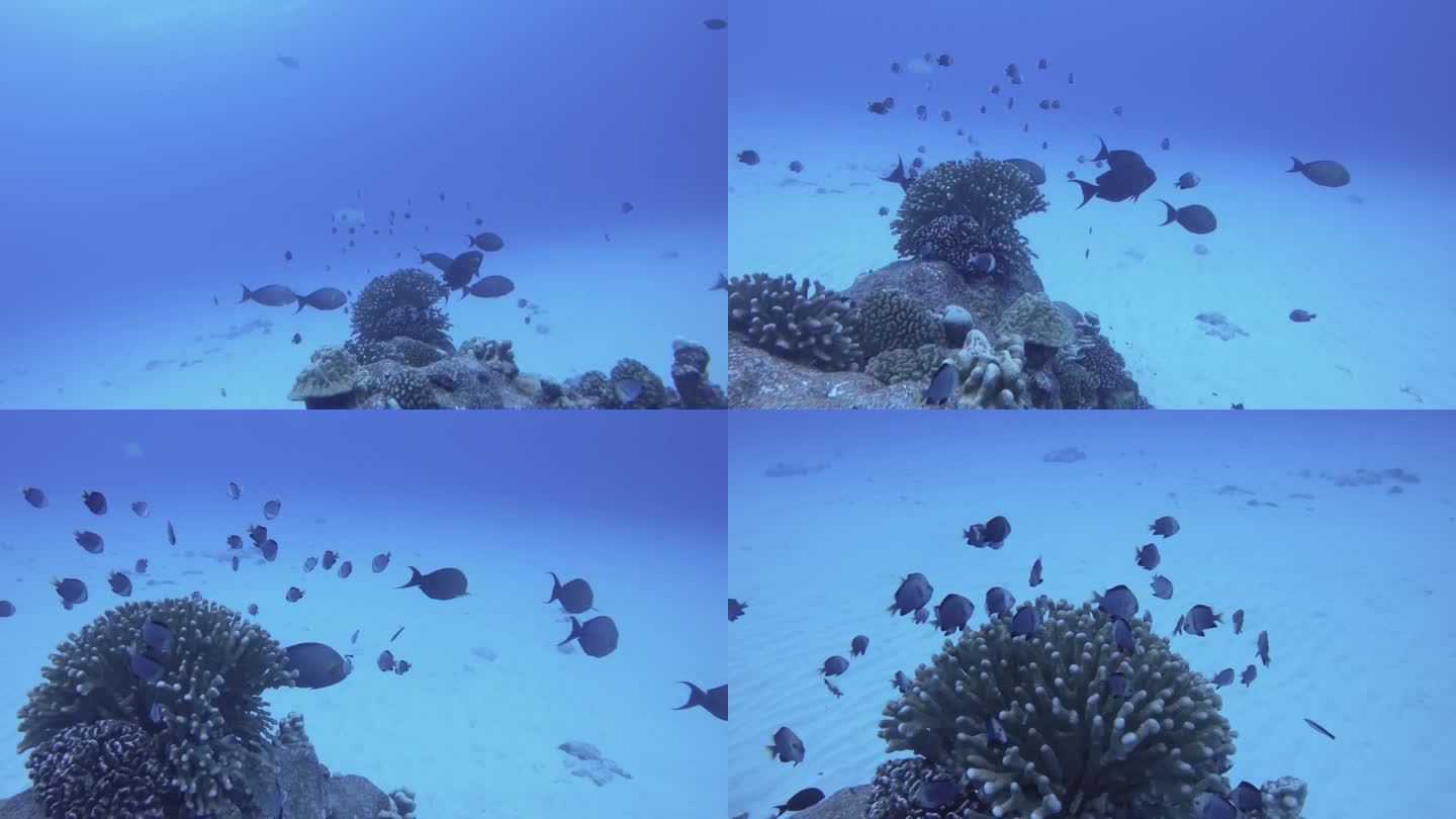 近距离观察成群的黄尾鱼和黑色刺尾鱼，它们躲在珊瑚里和白色的沙子里，在水下蓝色的海水中，仰望阳光