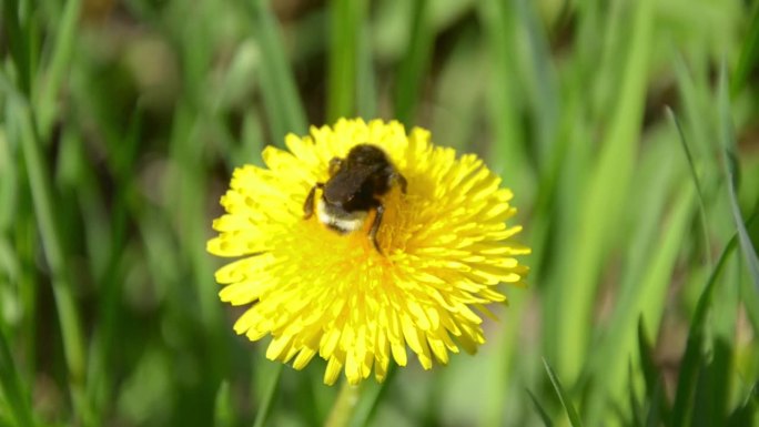 大黄蜂坐在黄色蒲公英上，一朵花在风中摇曳