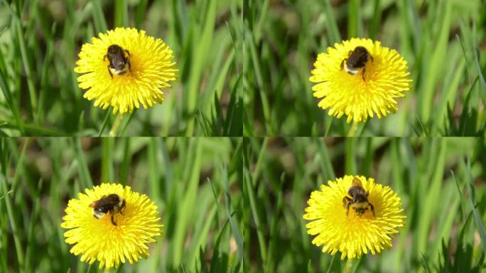 大黄蜂坐在黄色蒲公英上，一朵花在风中摇曳
