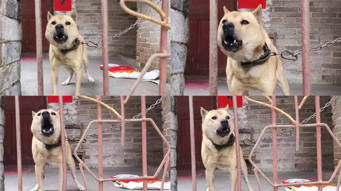 土狗中华田园犬农村乡村乡下山村贫困狗家狗