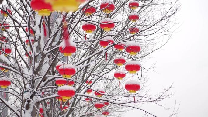 雪景下雪时树上挂的红灯笼