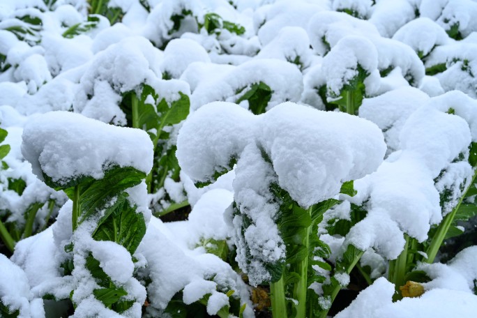 大雪覆盖蔬菜