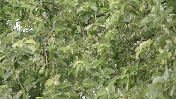 热带雨落在一棵鳄梨树上