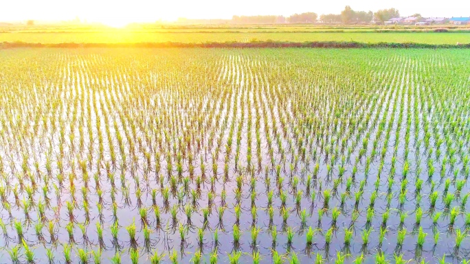 水稻秧苗在稻田地，春天的东北三江平原