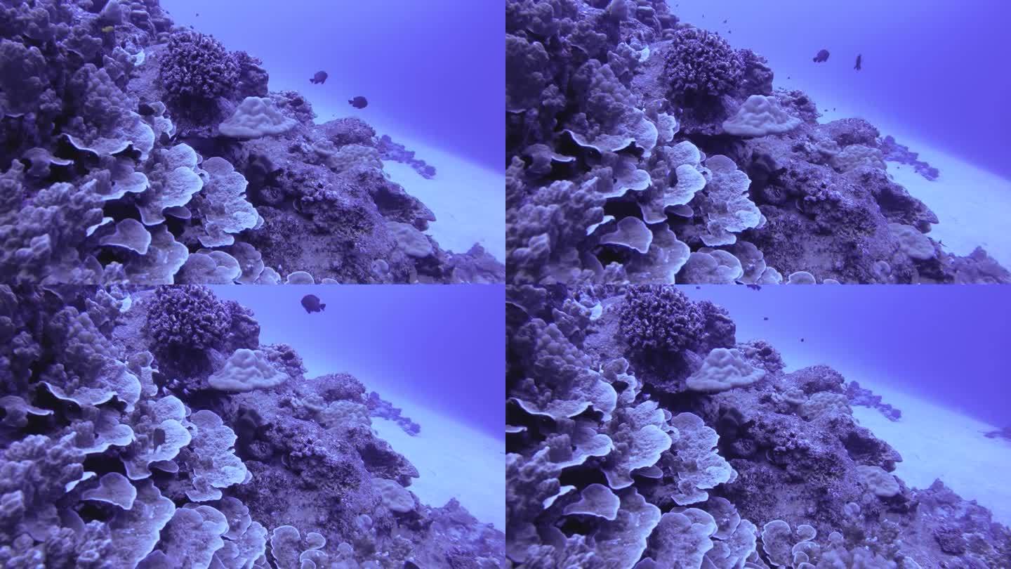 水下海洋世界的双色蓝绿色Chromis margartifer鱼成群结队的硬珊瑚在海底底部的白色沙子