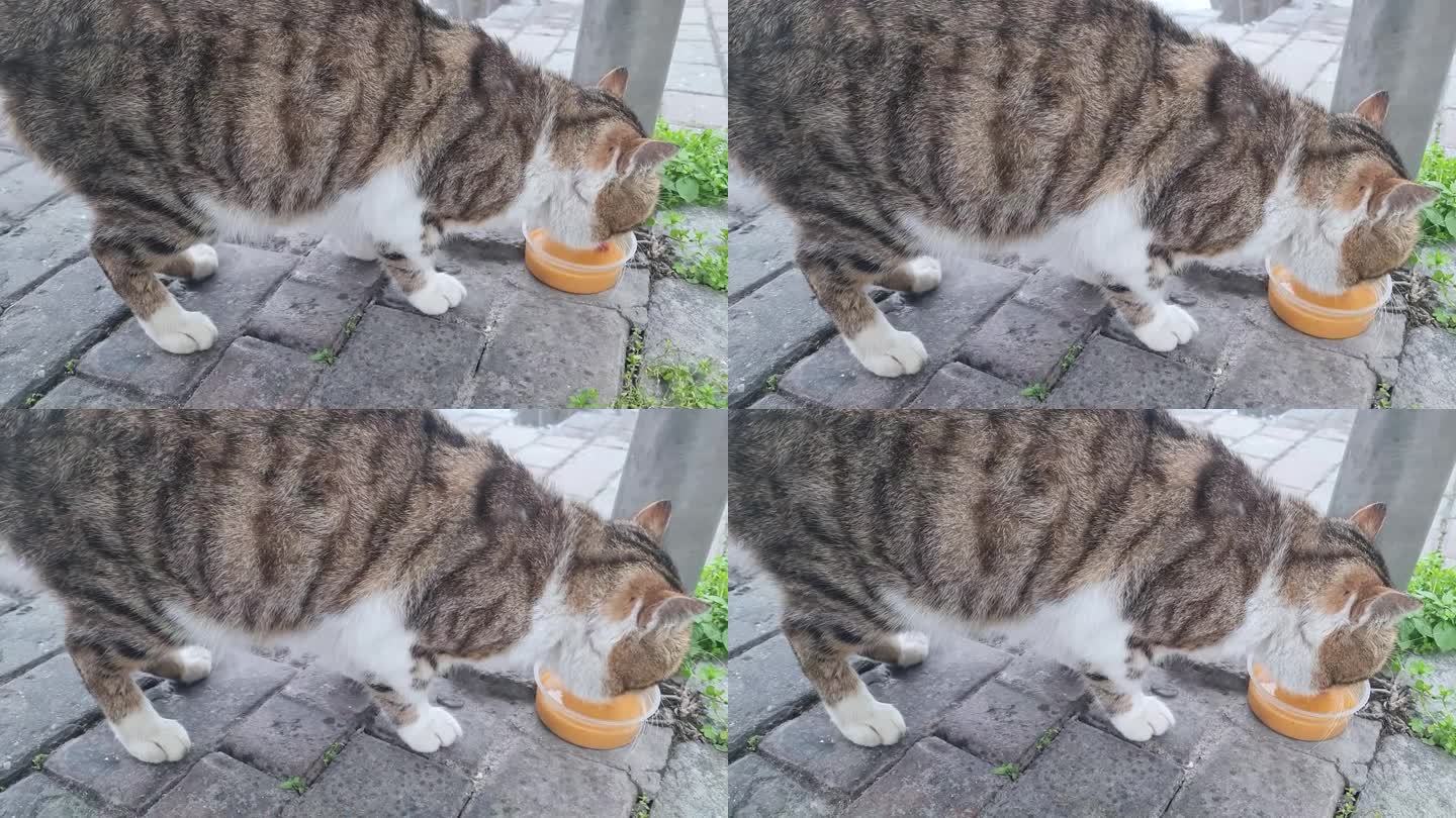 孤独猫喝汤
