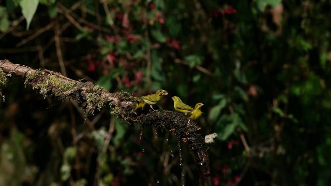 云南高黎贡山里的松金翅雀和藏黄雀群鸟