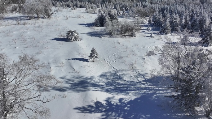 4K-雪景哈尔滨树林