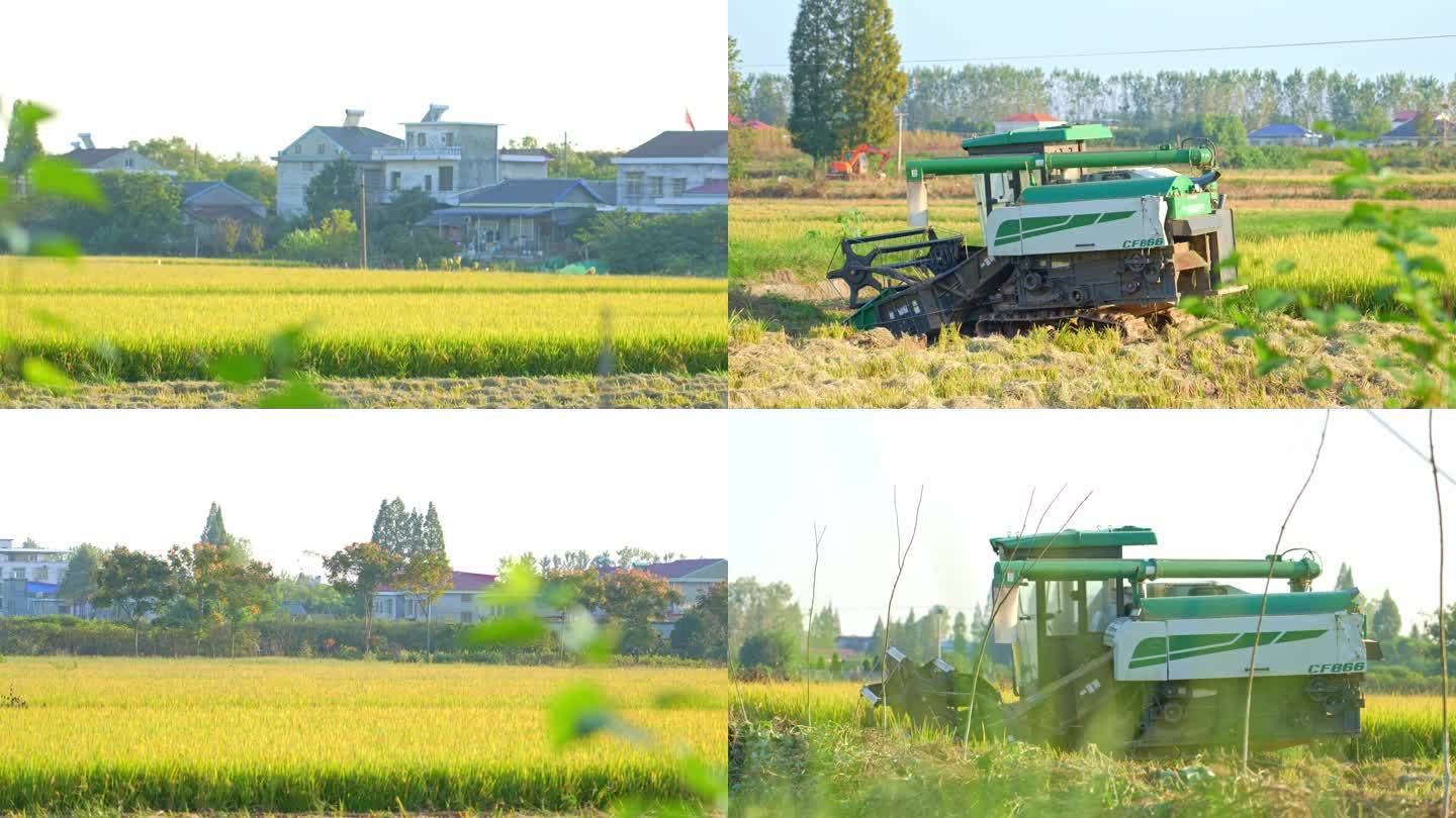 农业水稻丰收机械化收割