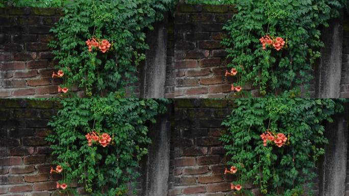 快速生长的中国角藤，桔黄色的花，装饰着墙壁。