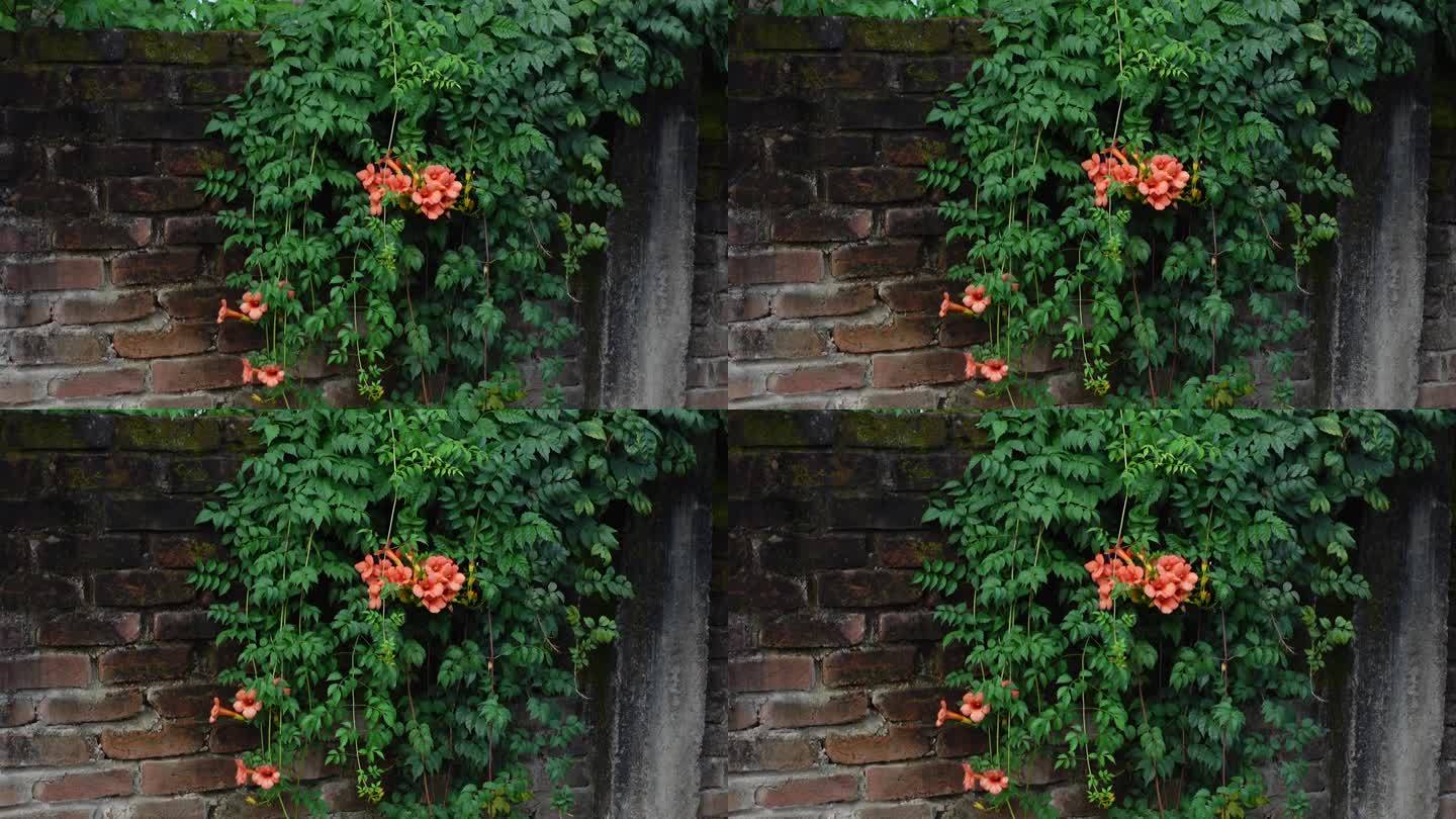 快速生长的中国角藤，桔黄色的花，装饰着墙壁。