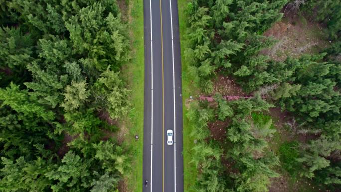 汽车行驶在海边森林公路