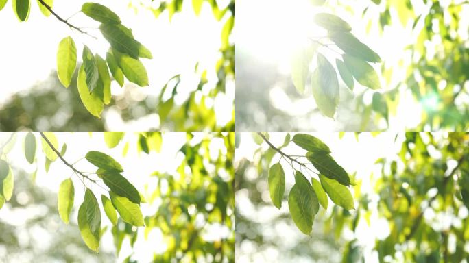阳光照射穿过树叶 逆光仰视仰拍