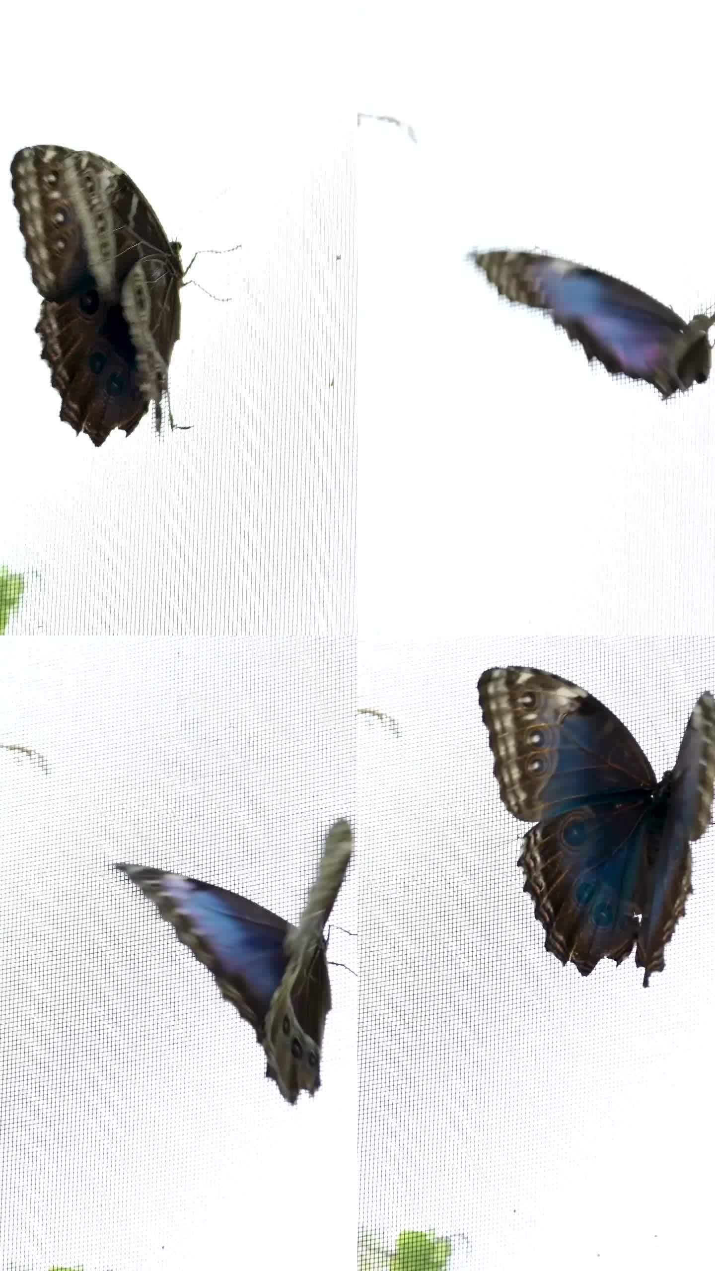 蓝色的大闪蝶在地上飞舞。底部和顶部是可见的。维多利亚蝴蝶园