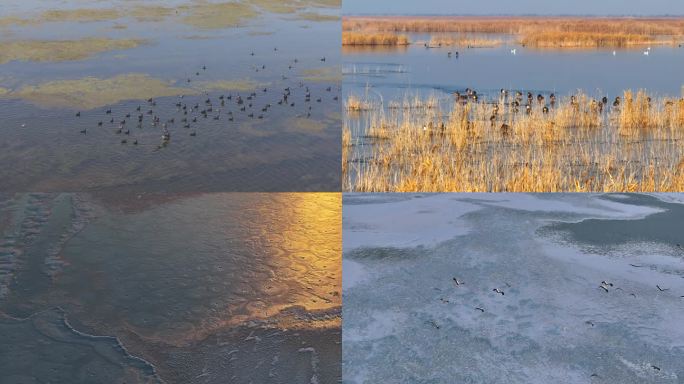4k-湿地-鸟群-冰雪
