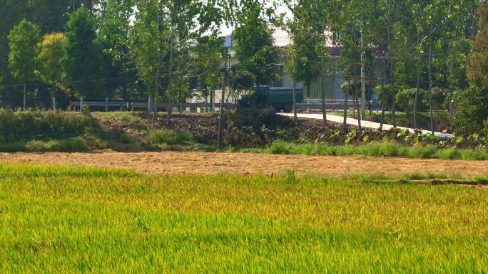 农村庄稼农作物车辆行驶在马路上金黄水稻