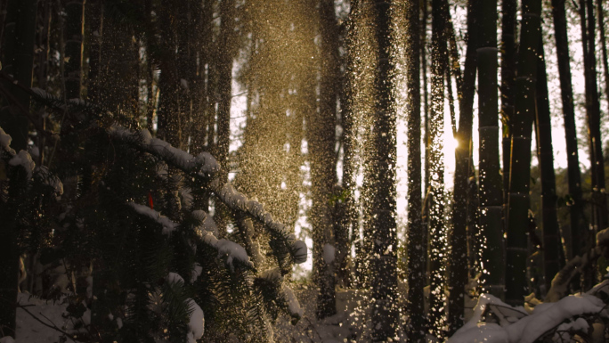 竹林中逆光下掉落的雪 正在融化的雪