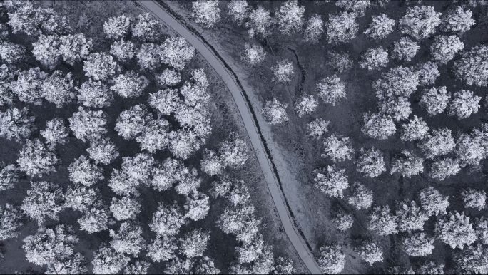 森林雪景