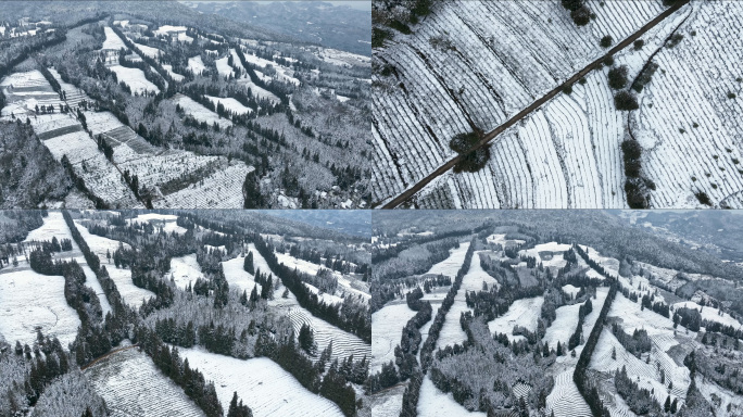 唯美茶园雪景高山生态茶山茶叶基地航拍