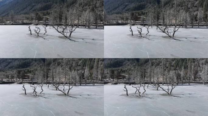 航拍四川阿坝双桥沟冰面上的枯树