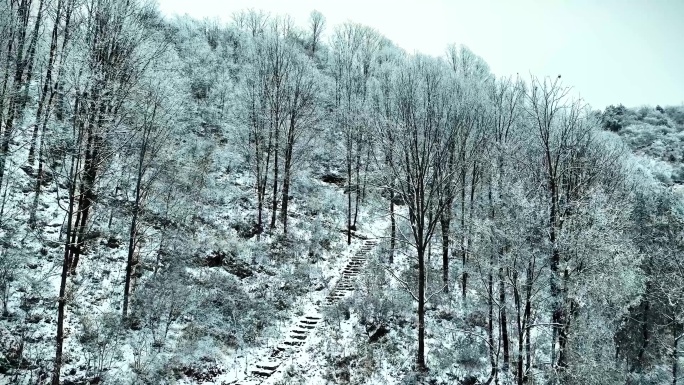 航拍陕西商洛镇安雪松