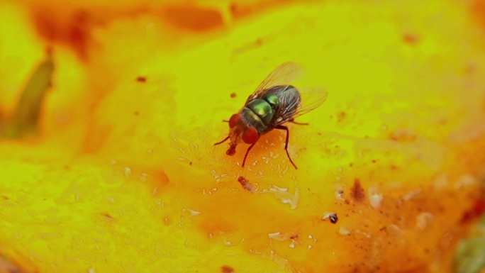 绿蝇在食物上排便