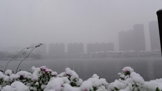 公园雪景实拍