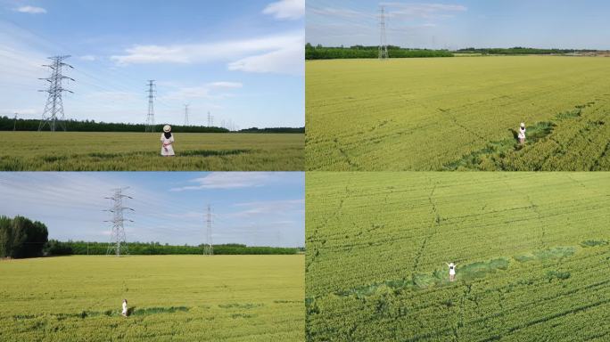 稻田中的女孩（航拍全景）