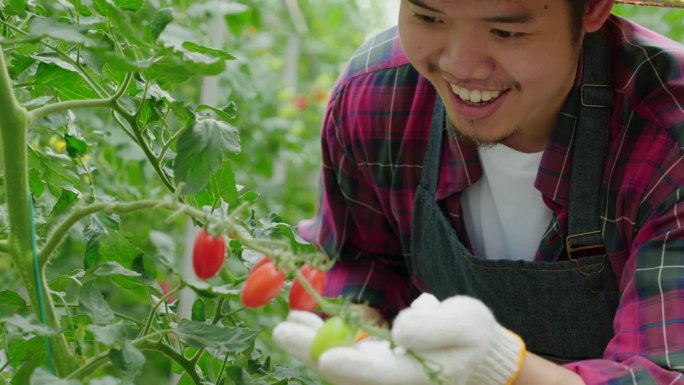 在温室里，一个微笑着的农民在检查他成熟的红色西红柿。一个人的肖像，确保园艺的成功，关心自然的生长和新