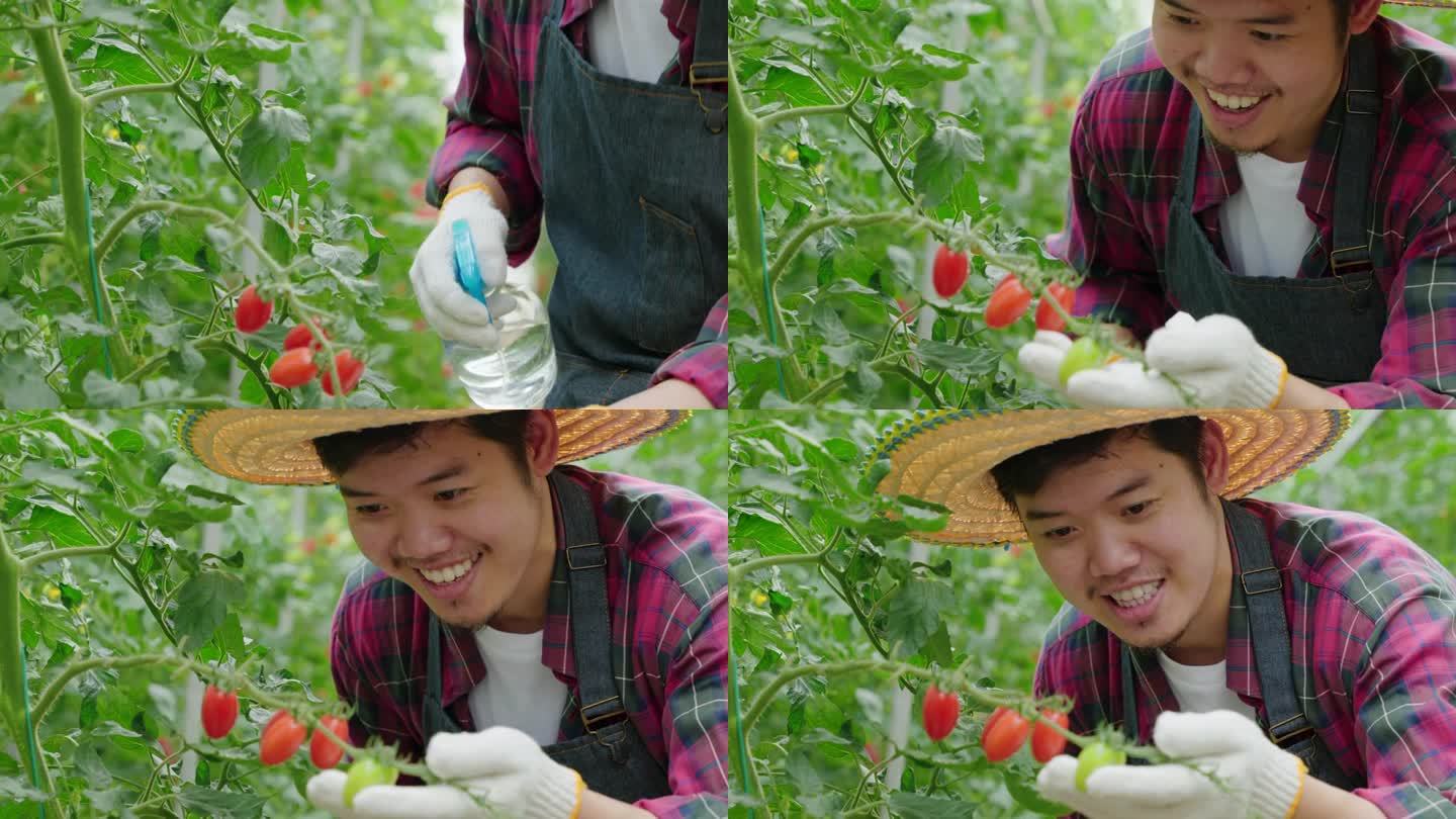 在温室里，一个微笑着的农民在检查他成熟的红色西红柿。一个人的肖像，确保园艺的成功，关心自然的生长和新