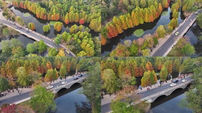 【4K无水印】南京秋色