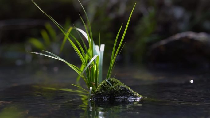 小溪  流水  石菖蒲 实拍视频  石头