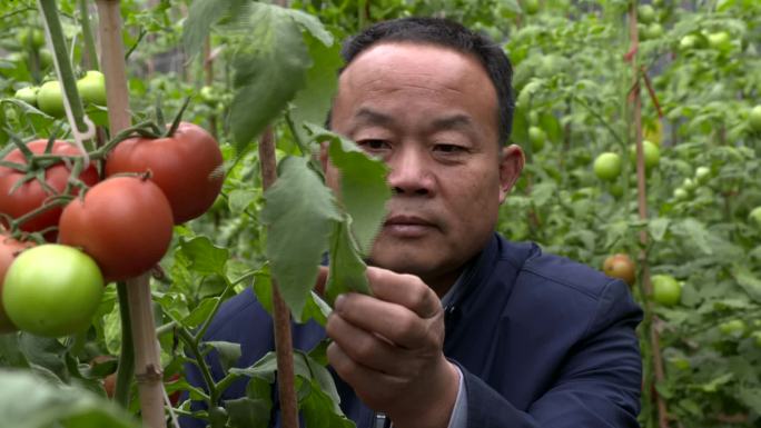 专家田间问诊 技术指导 番茄小苗