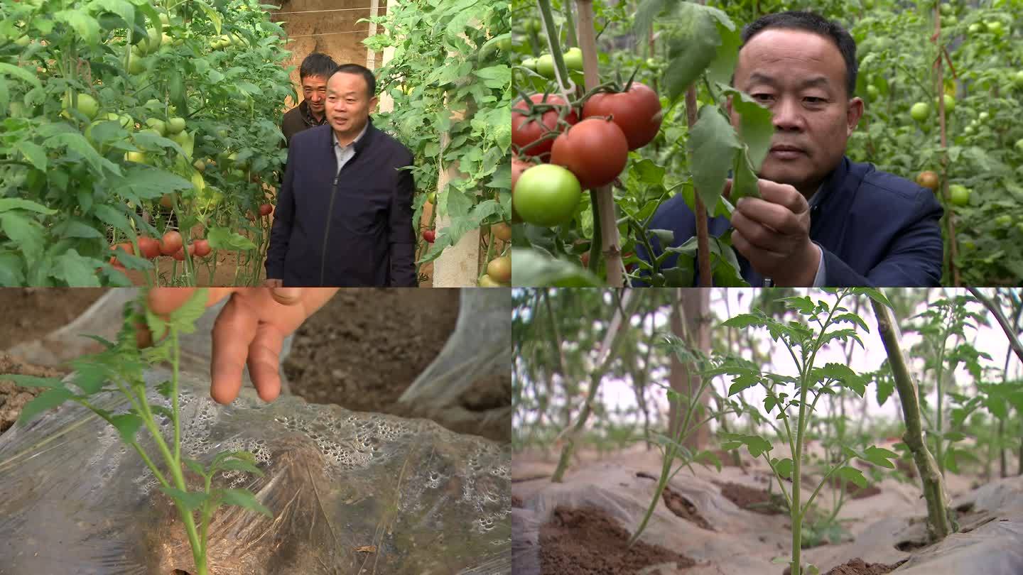 专家田间问诊 技术指导 番茄小苗