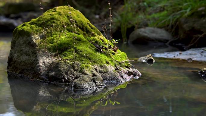 小溪  流水 苔藓 实拍视频  溪流