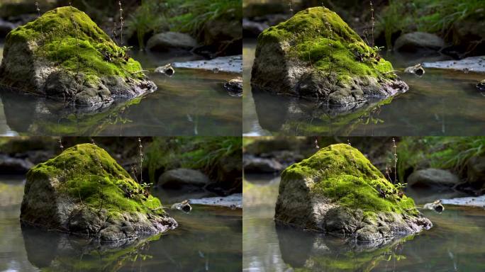 小溪  流水 苔藓 实拍视频  溪流