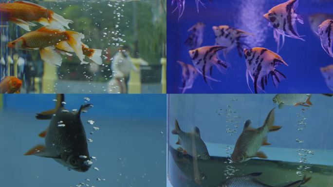 2024广州动物园游览金鱼水族馆