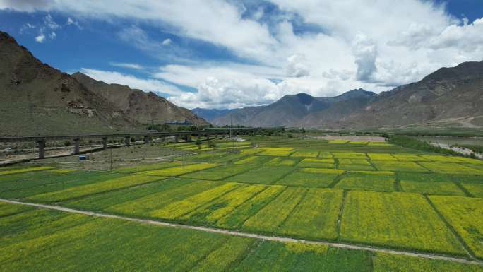 雅鲁藏布江畔的油菜田和拉林铁路复兴号
