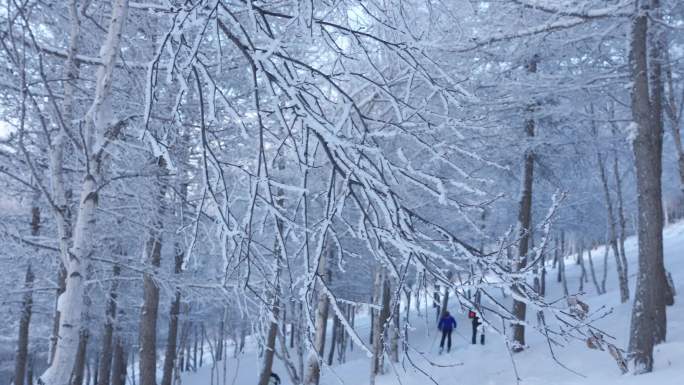 冰雪覆盖的树林 崇礼万龙滑雪场
