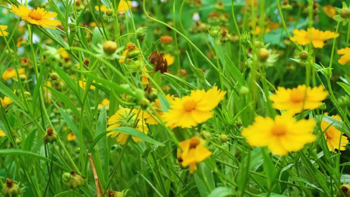 植物园公园户外植物小草青草花朵蜜蜂采蜜大