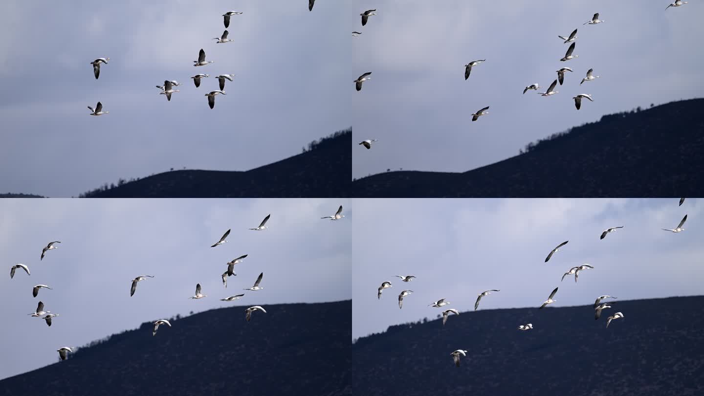 一群斑头雁在山间群飞的升格视频