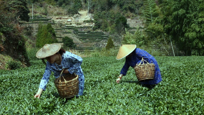 种茶 采茶 制茶 品茶 喝茶