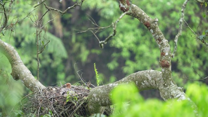 幼年爪哇鹰(Elang jawa)在树上筑巢的野生动物