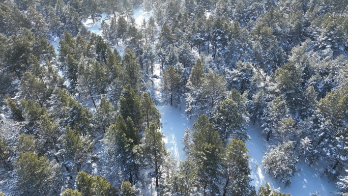 下雪时的绿色樟子松松林航拍