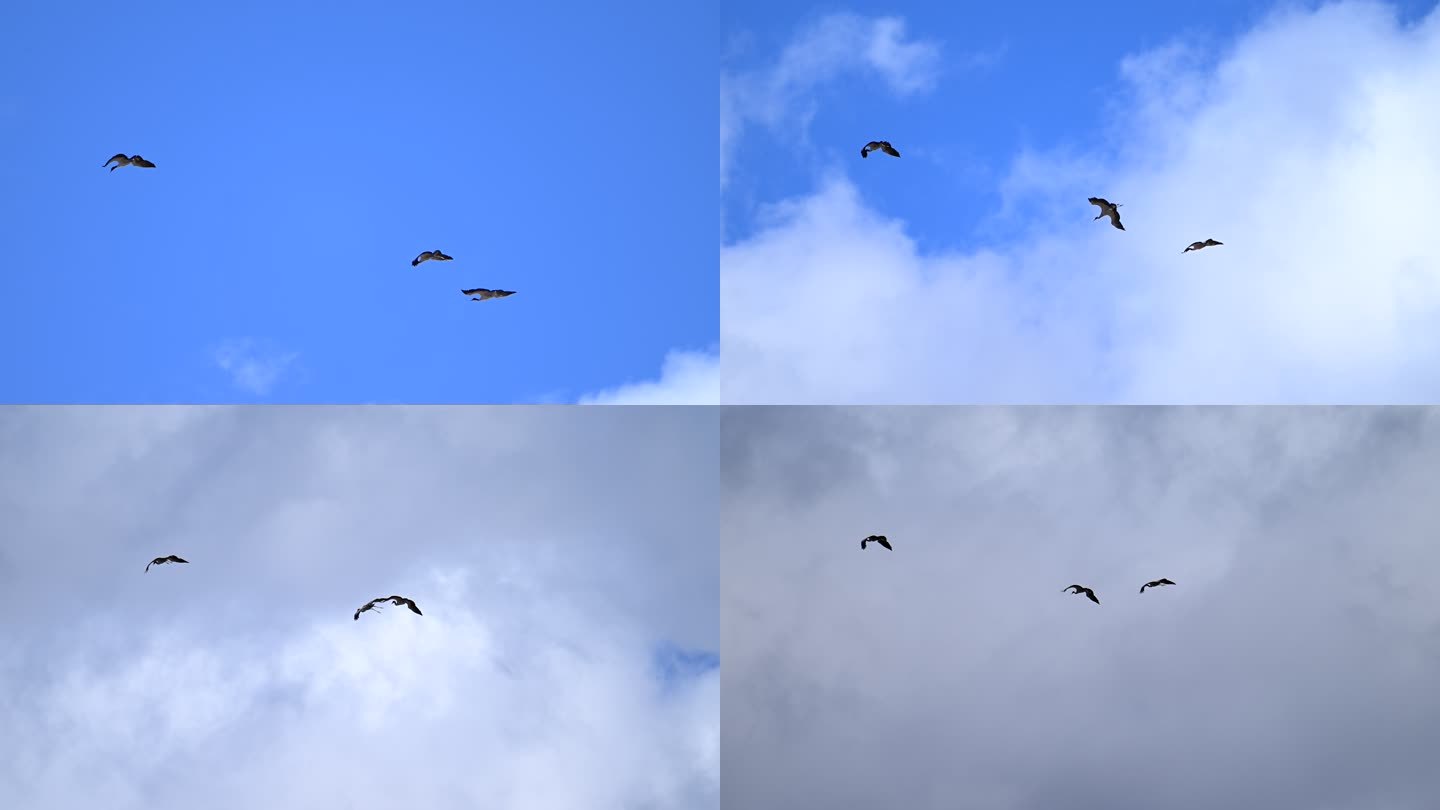 在天空飞翔的黑颈鹤升格视频