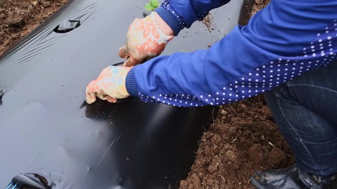 用地膜法栽培浆果和蔬菜