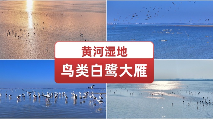 黄河湿地野生鸟类白鹭大雁 实拍视频素材