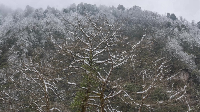 原始森林雪融化延时视频素材